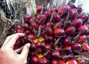 Kernel Naik Tajam, Harga Sawit Petani Ikut Terdongkrak
