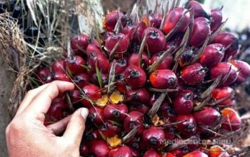 Kernel Naik Tajam, Harga Sawit Petani Ikut Terdongkrak