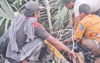 Buaya Terjang Pemancing, Remaja 19 Tahun Ditemukan Tewas