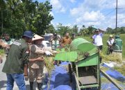Panen Raya di Sipungguk, Kampar Dorong Lompatan Produksi Padi Sawah