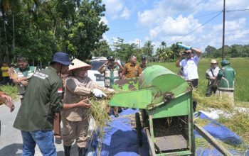 Panen Raya di Sipungguk, Kampar Dorong Lompatan Produksi Padi Sawah
