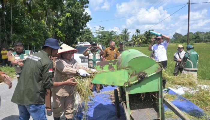 Panen Raya di Sipungguk, Kampar Dorong Lompatan Produksi Padi Sawah
