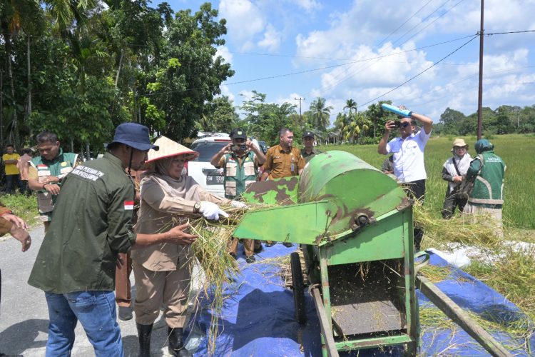 Panen Raya di Sipungguk, Kampar Dorong Lompatan Produksi Padi Sawah