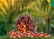 Harga TBS Sawit Riau Naik Tipis, Umur 9 Tahun Tertinggi Rp3.516/Kg