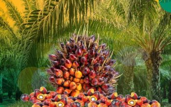 Harga TBS Sawit Riau Naik Tipis, Umur 9 Tahun Tertinggi Rp3.516/Kg