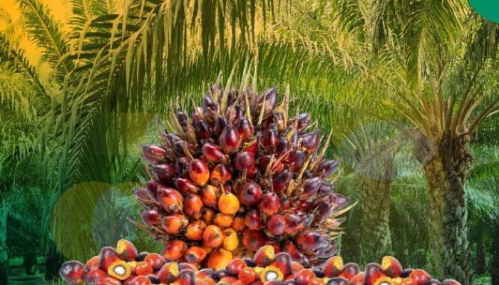 Harga TBS Sawit Riau Naik Tipis, Umur 9 Tahun Tertinggi Rp3.516/Kg