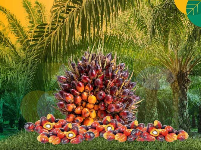 Harga TBS Sawit Riau Naik Tipis, Umur 9 Tahun Tertinggi Rp3.516/Kg