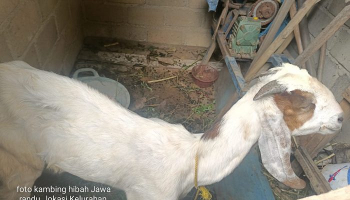 Aroma Mark Up Dana Hibah Kambing DKP3 Kota Metro, Kondisi Ternak Tak Sebanding Anggaran