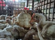 Pasokan Lancar, Harga Ayam Ras di Pasar Sail Bertahan Rp33 Ribu