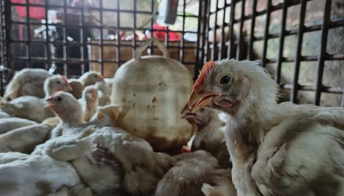 Pasokan Lancar, Harga Ayam Ras di Pasar Sail Bertahan Rp33 Ribu