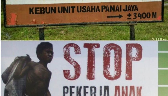 Diduga Langgar UU Perlindungan Anak, Manajemen PTPN IV Kebun Ajamu 3 Tetap Bungkam