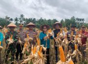 Panen Jagung Serentak di Keritang, Momentum Tingkatkan Produktivitas dan Kesejahteraan Petani Inhil