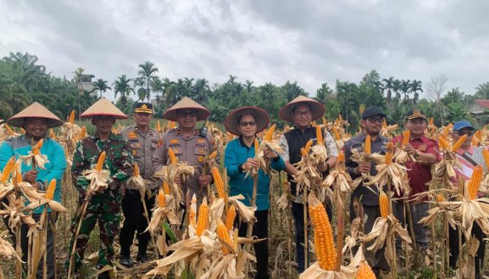 Panen Jagung Serentak di Keritang, Momentum Tingkatkan Produktivitas dan Kesejahteraan Petani Inhil