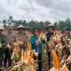 Panen Jagung Serentak di Keritang, Momentum Tingkatkan Produktivitas dan Kesejahteraan Petani Inhil