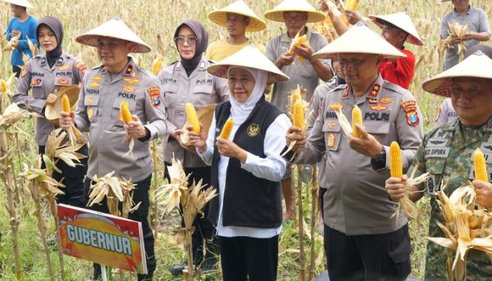 Wabup Sidoarjo Bersama Gubernur Jatim dan Forkopimda Panen Raya Jagung Kuartal I 2026 di Desa Kedensari