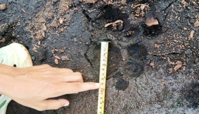 Harimau Sumatera Muncul di Perkebunan Sawit Sungai Apit, BBKSDA Turun Tangan