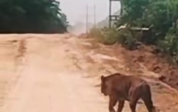 Koridor Satwa dan Aktivitas Industri Bertemu, Harimau Sumatera Muncul di Zamrud