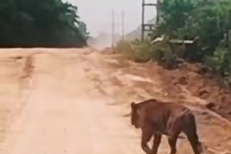 Koridor Satwa dan Aktivitas Industri Bertemu, Harimau Sumatera Muncul di Zamrud