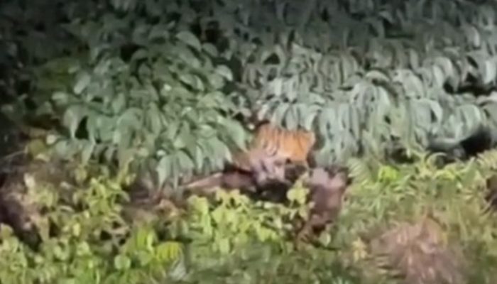 Warga Resah, Harimau Sumatera Terekam Siang dan Malam di Jalan Desa