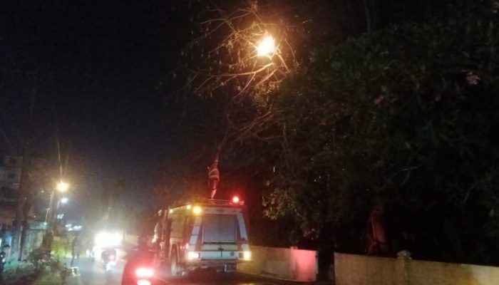 Damkar Asahan Sigap Musnahkan Sarang Tawon, Lindungi Pengguna Jalan dan Siswa Sekolah