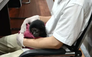 Polisi Bayar DP Rp2 Juta, Penjual Siamang Asal Kampar Langsung Dibekuk