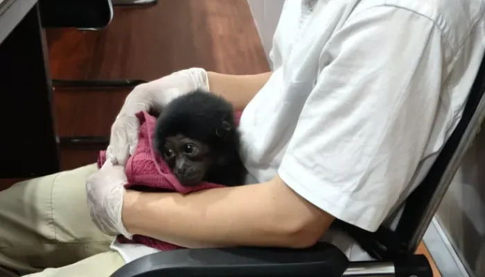 Polisi Bayar DP Rp2 Juta, Penjual Siamang Asal Kampar Langsung Dibekuk