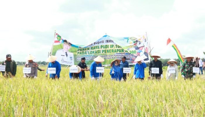 Panen Perdana IP 300 di Kempas Jaya II, Pemkab Inhil Kuatkan Sinergi Pertanian