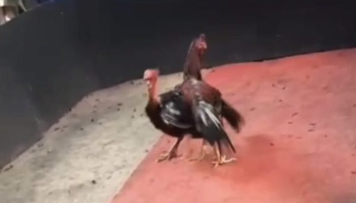 Diduga Kebal Hukum, Gelanggang Judi Sabung Ayam di PT Milano Merbau Meresahkan Warga