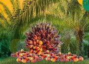 Harga TBS Sawit Plasma Riau Naik, Umur 9 Tahun Tembus Rp3.611/Kg