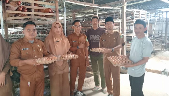 Bumkam Berkah Pedada Sukses Kembangkan Ternak Ayam Petelur, Panen Perdana Telur