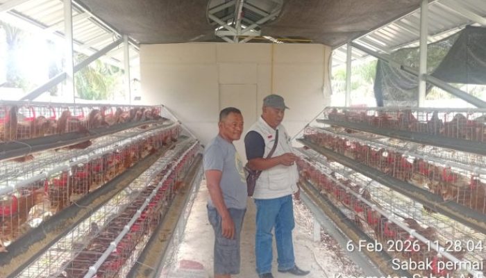 Bumkam Mitra Permai Mandiri Kembangkan Ternak Ayam Petelur, Perkuat Ketahanan Pangan Kampung Sabak Permai