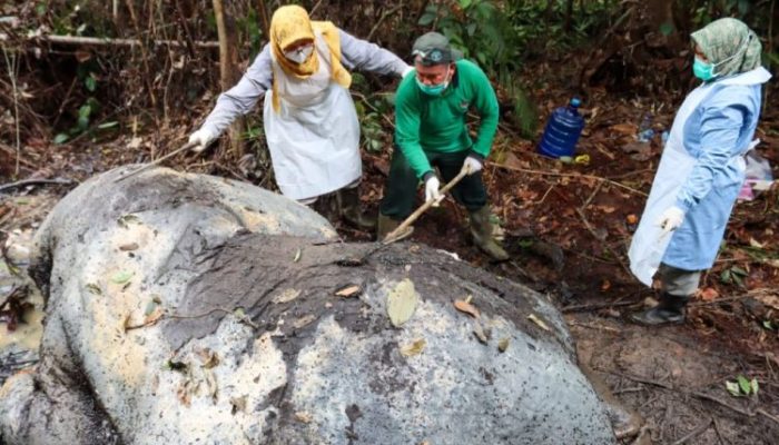 Hilang Gading, Wajah Rusak: Negara Tegas Kejahatan Satwa Dilindungi