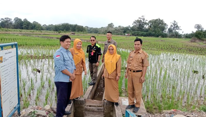 Pastikan Luas Tanam dan Ketersediaan Air, Dinas Pertanian Kuansing Turun ke Lapangan