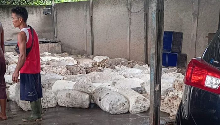 ASWIN Pesawaran Soroti Penampungan Getah Karet di Taman Sari, Dinilai Tidak Sejalan Dengan Potensi Kebun