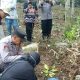 Tertimpa Pohon Saat Bekerja di Kebun, Warga Sumberejo Tewas