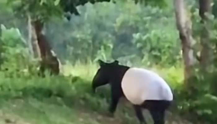 Tapir Langka Tiba-tiba Muncul di Flying Squad TNTN, Pertama Sepanjang Sejarah