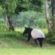 Tapir Langka Tiba-tiba Muncul di Flying Squad TNTN, Pertama Sepanjang Sejarah